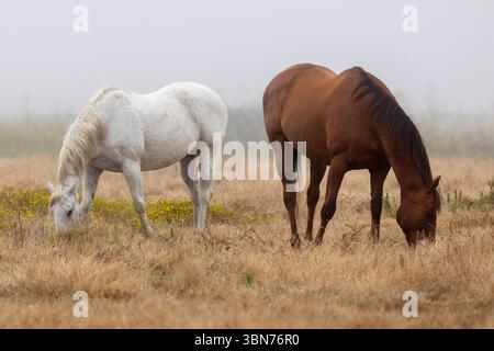 Due cavalli che pascolano in un campo nebbioso. Half Moon Bay, California, Stati Uniti. Foto Stock