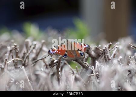 Farfalla di pavone (Aglais io), ali colorate e spalmate, la farfalla è seduta su rami secchi. Ha aperto le sue ali colorate Foto Stock