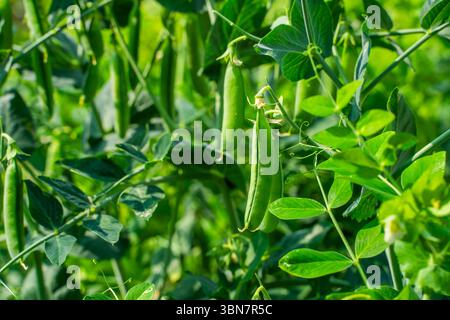Baccelli di pisello verde che crescono in giardino, da vicino. Foto Stock