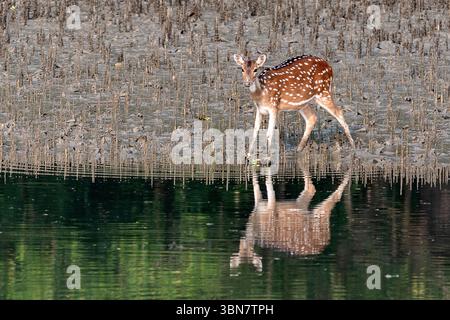 Un cervo maculato esplora le rive fangose di un corpo d'acqua calmo, creando un delicato riflesso. Foto Stock
