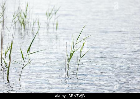Un tranquillo paesaggio acquatico caratterizzato da delicate canne verdi che emergono da una superficie d'acqua calma e ondulata. L'ambiente naturale trasuda tranquillità, alto Foto Stock