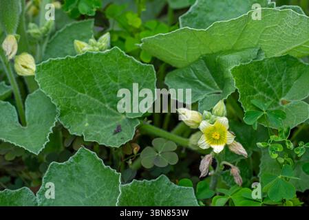 Cetriolo / noli me tangere / touch-me-not (Ecballium elaterium) primo piano di fiori e foglie in tarda primavera / inizio estate Foto Stock