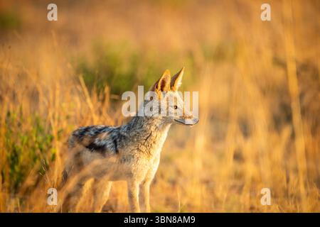 Uno sciacallo nero (Lupulella mesomelas) nel Bush africano crogiolandosi al sole del mattino Foto Stock