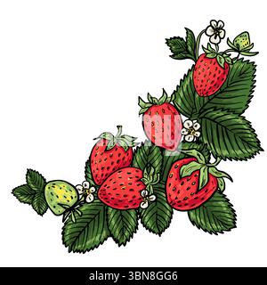 Composizione di fragole disegnate a mano con frutti di bosco maturi, fiori e foglie verdi disposte in un angolo decorativo. Ideale per imballaggi, schede e. Illustrazione Vettoriale