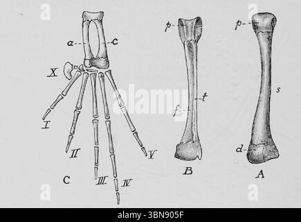 Arto di rana - femore della rana, ft, proximo.! ^ d, superfici di orticoltura distnl., s, albero. B, Tibio-fibula, visto dal basso, p, prossimale ; d, superfici articolate distali; t, metà tibiale dell'osso separata da una scanalatura dalla metà fibolare. C, la caviglia destra e il piede della rana, visti dal basso. Questa cifra è disegnata su scala più piccola di A e B. a, astragalo ; c, calcaneo ; / — V, le cinque cifre principali; X, la cifra dell'accessorio dei minuti. Dal libro ' An Introduction to the study of the comparative Anatomy of Animals' di Bourne, Gilbert C. (Gilbert Charles), 1861-1933 Foto Stock