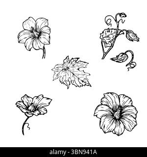 Fiori, boccioli di zucca e foglie, un set di silhouette, uno schizzo a inchiostro bianco e nero. Illustrazione vettoriale. Gigli, fiori primaverili, isolati su un bianco Illustrazione Vettoriale