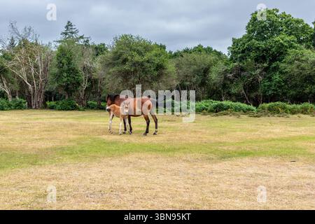 Un pony mare di New Forest con il suo puledro all'inizio dell'estate a Bolderwood, Hampshire, Inghilterra Regno Unito Foto Stock
