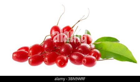 Elaeagnus multiflora isolato su sfondo bianco. Cherry elaeagnus o ciliegia silverberry con foglie verdi. Goumi o gumi Foto Stock