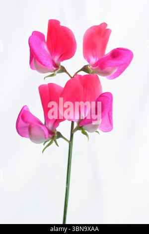 Lathyrus odoratus, signorina Willmott. Dolce pisello Miss Willmott fiori isolati su sfondo bianco. REGNO UNITO Foto Stock