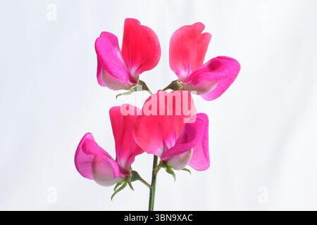 Lathyrus odoratus, signorina Willmott. Dolce pisello Miss Willmott fiori isolati su sfondo bianco. REGNO UNITO Foto Stock
