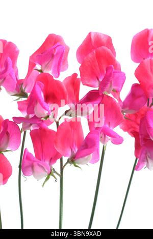 Lathyrus odoratus, signorina Willmott. Dolce pisello Miss Willmott fiori isolati su sfondo bianco. REGNO UNITO Foto Stock
