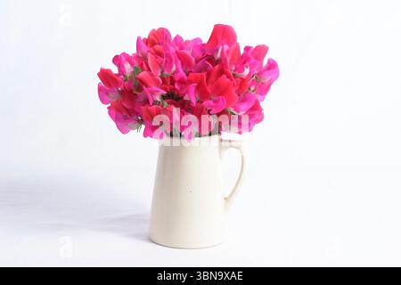 Lathyrus odoratus, signorina Willmott. Fiori di pisello dolce Miss Willmott esposti in una caraffa bianca isolata per essere ritagliati su sfondo bianco. REGNO UNITO Foto Stock