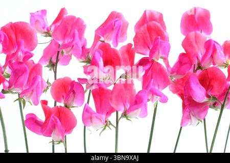 Lathyrus odoratus, signorina Willmott. Dolce pisello Miss Willmott fiori isolati su sfondo bianco. REGNO UNITO Foto Stock