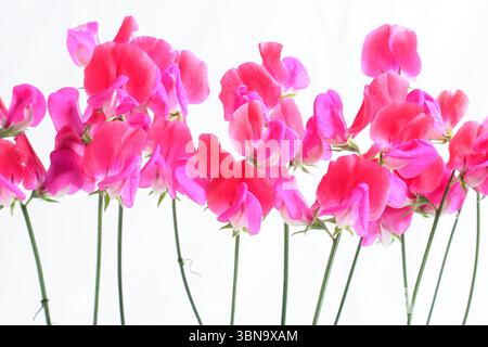 Lathyrus odoratus, signorina Willmott. Dolce pisello Miss Willmott fiori isolati su sfondo bianco. REGNO UNITO Foto Stock