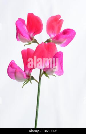 Lathyrus odoratus, signorina Willmott. Dolce pisello Miss Willmott fiori isolati su sfondo bianco. REGNO UNITO Foto Stock