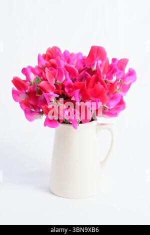 Lathyrus odoratus, signorina Willmott. Fiori di pisello dolce Miss Willmott esposti in una caraffa bianca isolata per essere ritagliati su sfondo bianco. REGNO UNITO Foto Stock