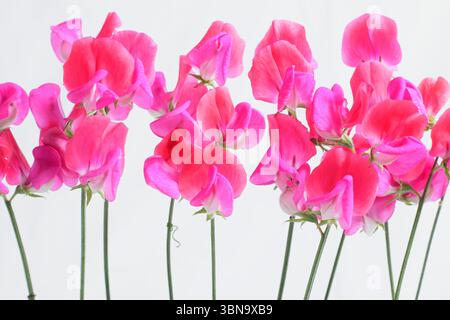 Lathyrus odoratus, signorina Willmott. Dolce pisello Miss Willmott fiori isolati su sfondo bianco. REGNO UNITO Foto Stock