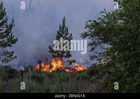28 giugno 2025. Carrbridge e Grantown a Spey, Scozia. Si tratta di un grande incendio guidato dal vento su tutte le colline tra Carrbridge e Grantown e S. Foto Stock