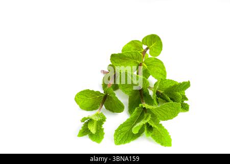 La vista dall'alto verso il basso dei ramoscelli di menta con foglie lussureggianti sul bianco mostra il loro colore verde brillante e la texture dettagliata. Foto Stock