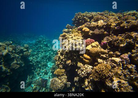 Barriera corallina subacquea in un mare tropicale limpido Foto Stock