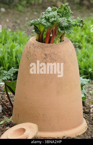 Rheum x hybridum "Daw's Champion". Il rabarbaro campione di Daw è stato costretto attraverso un forcer di rabarbaro in terrracotta in un giardino inglese. REGNO UNITO Foto Stock
