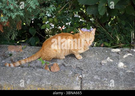 Istanbul, Turchia. La più grande città della Turchia e una delle poche città transcontinentali del mondo, che si estende sia in Europa che in Asia attraverso lo stretto del Bosforo. Un gatto di zenzero con colletto rosa-viola è arroccato su una parete grigia di cemento, guardando direttamente la fotocamera. La coda del gatto è allungata e sembra essere seduta o accovacciata sul muro. Il muro è circondato da lussureggianti vegetazioni, che includono un mix di alberi e cespugli sempreverdi e decidui. La pelliccia del gatto è di colore arancione chiaro o zenzero. L'occhio di un artista e la sua immaginazione Foto Stock