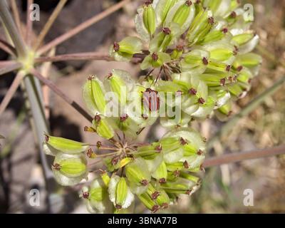 Graphosoma italicum coleottero, noto anche come cimice a strisce o insetto minstrel, appollaiato su piante verdi morbide in estate. Foto Stock