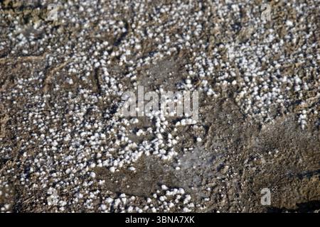 Cipro, Lago salato di Larnaca, l'immagine mostra una vista ravvicinata di una superficie coperta da piccole particelle bianche, forse sale o minerali. Le particelle vengono sparse sulla superficie, creando un aspetto ruvido e irregolare. La superficie sembra essere un misto di sporco e sabbia, con una consistenza leggermente ruvida. Le particelle bianche sono la caratteristica dominante dell'immagine, con le tonalità marrone e marrone della superficie che forniscono un contrasto. L'immagine non contiene testo o oggetti identificabili. L'occhio di un artista e la sua immaginazione Foto Stock