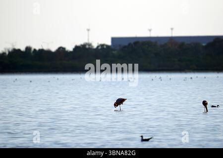 Cipro, Lago salato di Larnaca, l'immagine raffigura una tranquilla scena di un corpo d'acqua, possibilmente un lago o uno stagno, con alcuni uccelli in primo piano. Due uccelli, forse fenicotteri, sono in piedi nell'acqua, uno con la testa sommersa e l'altro con la testa e il collo sollevati. Un terzo uccello è visibile anche nell'acqua. L'acqua è relativamente calma, con lievi increspature. Sullo sfondo sono visibili una linea di alberi e un edificio con un tetto grigio scuro o blu. Il cielo è grigio chiaro o bianco, suggerendo un giorno coperto. L'occhio di un artista e la sua immaginazione Foto Stock