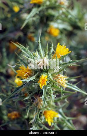 Una vista ravvicinata di una pianta con fiori gialli vibranti e foglie verdi appuntite e spinose. La pianta sembra essere un tipo di cardo o pianta simile con una consistenza spinosa e spinosa. I fiori sono in varie fasi di fioritura, con alcuni completamente aperti e altri ancora in forma di bocciolo. Lo sfondo è sfocato e attira l'attenzione sulla pianta e sui suoi fiori. L'immagine viene acquisita da un angolo leggermente elevato, fornendo una visione chiara della struttura e dei dettagli dell'impianto. Didascalia a forma di occhio e immaginazione di un artista, Cipro, Larnaca Salt Lake Foto Stock