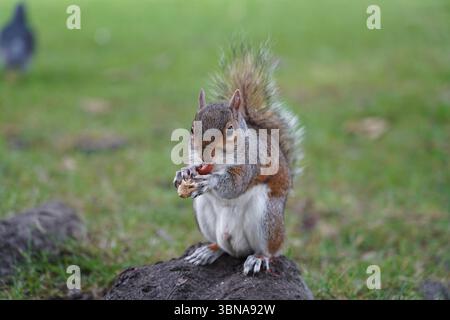 Scoiattolo che mangia a Londra Foto Stock