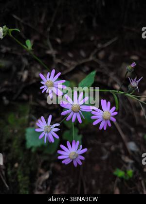 Margherite selvatiche nella foresta Foto Stock
