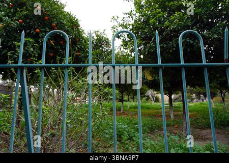 Nicosia (Lefkosia), Cipro, l'ultima capitale divisa del mondo, Una vivace scena di giardini con una recinzione di metallo verde in primo piano. La recinzione ha un design unico con parti superiori curve e barre verticali. Oltre la recinzione, è visibile un lussureggiante giardino, caratterizzato da una varietà di alberi e cespugli, tra cui alberi di arancio carichi di frutti maturi e arancioni. Il giardino è un tripudio di colori, con sfumature verdi, arancioni e rosse che dominano la scena. Il terreno è ricoperto da un misto di erba verde e pacciame bruno-rossastro o terreno. Il cielo e' coperto, proiettando una luce soffusa su tutto Foto Stock