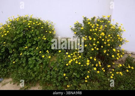 Nicosia (Lefkosia), Cipro, l'ultima capitale divisa del mondo, Una vivace scena di giardini con due cespugli, ciascuno ornato da fiori gialli brillanti. Le boccole sono situate su una superficie di colore chiaro, possibilmente in cemento o pietra. La boccola sinistra è leggermente più alta di quella destra, creando un senso di profondità. Lo sfondo presenta una parete bianca, che fornisce un netto contrasto con la lussureggiante vegetazione dei cespugli e dei fiori gialli. Il terreno intorno alle boccole è un misto di sporcizia e piccole Foto Stock