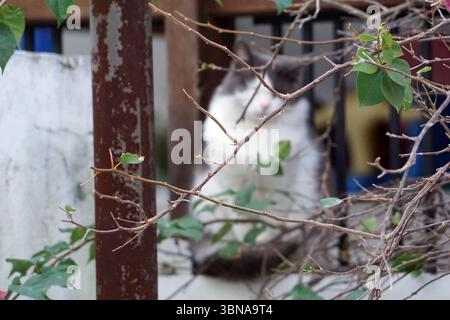 Nicosia (Lefkosia), Cipro, l'ultima capitale divisa del mondo, Un gatto bianco e grigio è arroccato su una ringhiera di legno, il suo sguardo è diretto verso la telecamera. La ringhiera è decorata con foglie e rami verdi, aggiungendo un tocco di natura alla scena. La pelliccia del gatto è un mix di bianco e grigio, e sembra essere seduta su una superficie bianca. Sullo sfondo, è visibile una porzione di una parete blu, insieme a un palo di metallo marrone arrugginito. L'occhio di un artista e la sua immaginazione Foto Stock