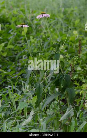 Purple Coneflower, Echinacea purpurea Foto Stock