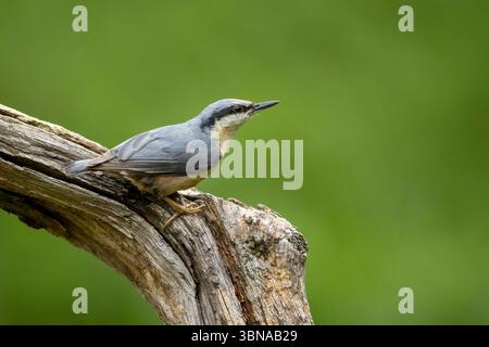Nuthatch, Sitta europaea, arroccato su un ramo d'albero marcio. Dumfries and Galloway, Scozia, Regno Unito, primavera 2025 Foto Stock