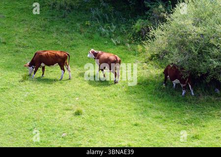 Bansko è una pittoresca cittadina della Bulgaria sud-occidentale, situata ai piedi dei Monti Pirin. In un campo verdeggiante, tre mucche pascolano in pace. La mucca a sinistra è di colore marrone ricco con segni bianchi sulle gambe e sul viso, in piedi su tutte le quattro e rivolta verso destra. La mucca centrale ha un colore marrone simile con segni bianchi sulle gambe e sul viso, anche in piedi su tutte le quattro e rivolti verso destra. La mucca sulla destra è di colore marrone scuro con segni bianchi sulle gambe e sul viso, in piedi anche su tutte le quattro e rivolta verso destra. Le mucche sono sparse per tutto il Foto Stock