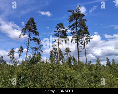 Basso angolo di visione degli alberi Foto Stock