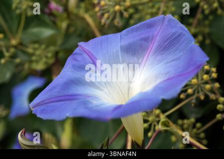 Budapest, Ungheria - l'incantevole Perla del Danubio. Una vista ravvicinata di un vibrante fiore viola e bianco, probabilmente un tipo di gloria mattutina, con una grande fioritura a forma di campana. I petali del fiore sono di un viola profondo, che passa a una tonalità più chiara di viola vicino al centro, creando un effetto sfumato. Il centro del fiore è di colore crema pallido o bianco sporco. Il fiore e' circondato da un lussureggiante sfondo verde, che include altre piante e fiori, creando un ambiente naturale. Lo sfondo è leggermente fuori fuoco, attirando l'attenzione sul fiore nel Foto Stock