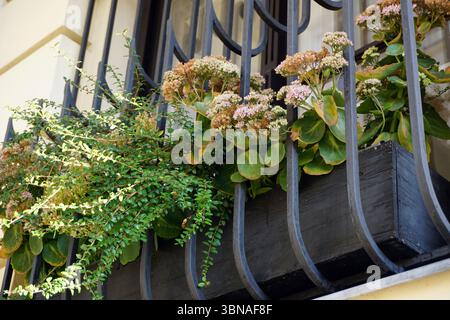 Budapest, Ungheria: L'incantevole perla del Danubio, Una ringhiera in metallo nero con barre curve che funge da finestra. La finestra è piena di una varietà di piante, tra cui piante succulente e piante in fiore con fiori rosa e arancio. Le piante sono disposte in modo da creare un senso di profondità e prospettiva, con alcune piante in primo piano e altre sullo sfondo. La ringhiera è attaccata a una struttura color crema o biancastra e le piante sono in una piantatrice di legno marrone scuro o nera Foto Stock