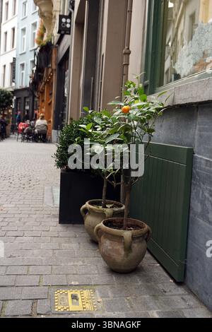 Anversa, la seconda città belga più grande, situata sul fiume Schelda in Belgio, Un'affascinante strada acciottolata in un ambiente urbano. Due limoni in vaso, ciascuno con un piccolo frutto d'arancia, si trovano sul marciapiede, aggiungendo un tocco di natura alla scena. Gli alberi sono collocati in grandi vasi color terracotta con manici. Sullo sfondo, si possono vedere una fila di edifici con un mix di stili architettonici e colori, tra cui un edificio blu chiaro, un edificio color crema e un edificio marrone scuro o nero. Sul lato destro dell'immagine è visibile un otturatore o uno sportello verde e un piccolo esterno Foto Stock