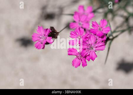 Gruppo di fiori certosini rosa (Dianthus carthusianorum). Raro fiore selvatico. Foto Stock