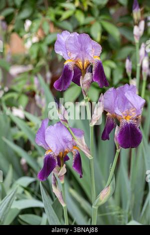 Iris tedesco viola scuro (Iris x germanica). Foto Stock