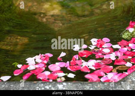 petali di rosa galleggianti sull'acqua nella fontana Foto Stock