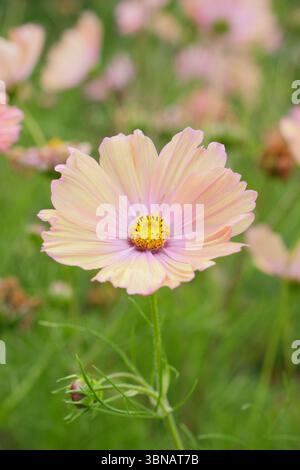 COSMOS bipinnatus Apricotta. COSMOS Apricotta che mostra i caratteristici fiori di pesca rosa in un giardino domestico a giugno. REGNO UNITO Foto Stock