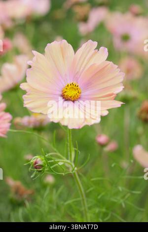 COSMOS bipinnatus Apricotta. COSMOS Apricotta che mostra i caratteristici fiori di pesca rosa in un giardino domestico a giugno. REGNO UNITO Foto Stock