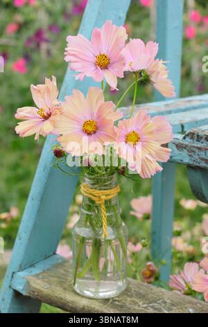 COSMOS bipinnatus Apricotta. Un mazzo di fiori di Apricotta Cosmo esposti in un vaso su una scala ornamentale in un giardino inglese, Regno Unito Foto Stock