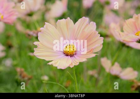 COSMOS bipinnatus Apricotta. COSMOS Apricotta che mostra i caratteristici fiori di pesca rosa in un giardino domestico a giugno. REGNO UNITO Foto Stock