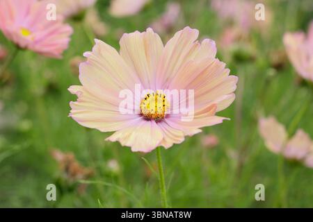 COSMOS bipinnatus Apricotta. COSMOS Apricotta che mostra i caratteristici fiori di pesca rosa in un giardino domestico a giugno. REGNO UNITO Foto Stock